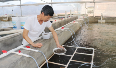 佛山西南街道水產養(yǎng)殖專業(yè)鎮(zhèn):龍頭引領,聚焦&ldquo;智慧漁芯&rdquo;平臺