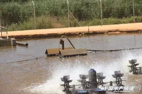 以色列工業化水產養殖一覽