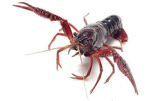 長(zhǎng)見識(shí)了 養(yǎng)蝦還有那么多品種可以選擇