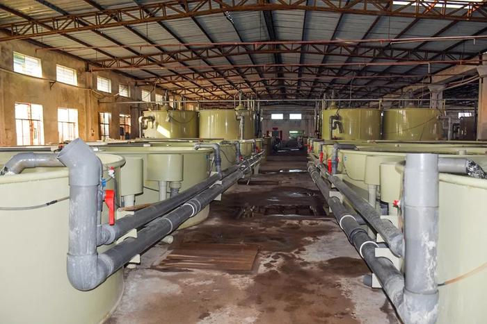 惠州海燕水產:高品質海水魚養殖走向內陸