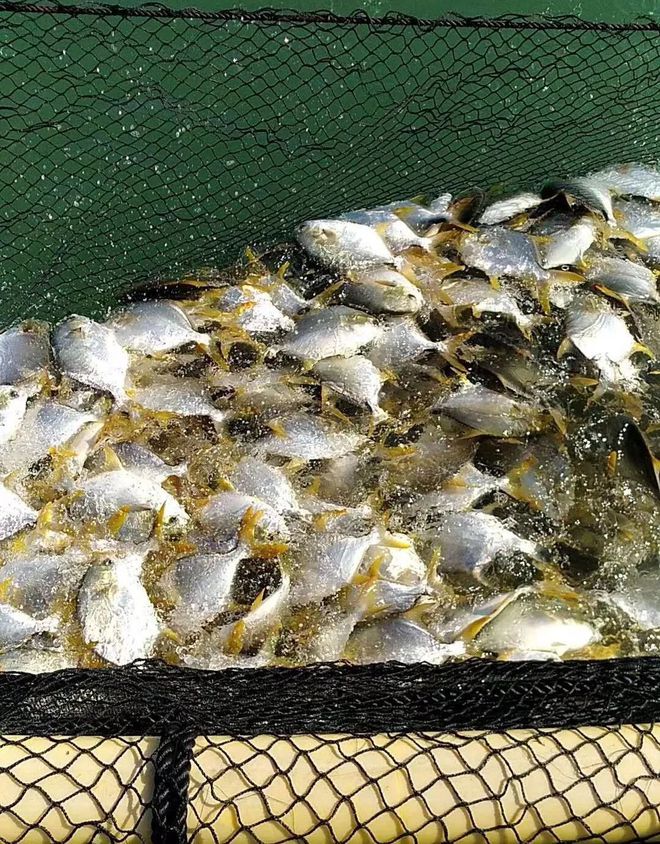 這條海水魚大火!他首創(chuàng)金鯧批量育苗技術(shù),引領(lǐng)規(guī)模化養(yǎng)殖時(shí)代