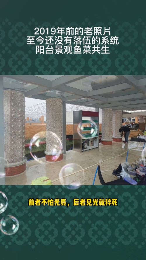 魚菜共生 養(yǎng)蝦 過濾系統(tǒng) 水產(chǎn)養(yǎng)殖技術(shù) 養(yǎng)蝦人