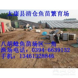 【鯽魚苗多少錢一條鯰魚苗太康縣清倉魚苗繁育廠水產(chǎn)】-