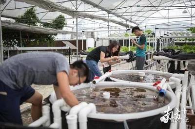 粵港澳大灣區提供新機遇:香港青年到江門&ldquo;當農民&rdquo;獲千萬港元投資