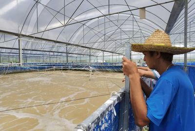 三名80后投資帆布工廠化養蝦,不換水、零排放,畝產3300斤!