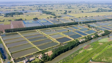 澳洲淡水龍蝦種苗生產孵化企業湖北首達農業實業獲A輪融資6800萬元