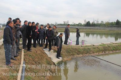 【*來武漢蝦龍水產(chǎn)養(yǎng)殖開發(fā)開展龍蝦養(yǎng)殖技術(shù)研發(fā)工作圖片】*來武漢蝦龍水產(chǎn)養(yǎng)殖開發(fā)開展龍蝦養(yǎng)殖技術(shù)研發(fā)工作