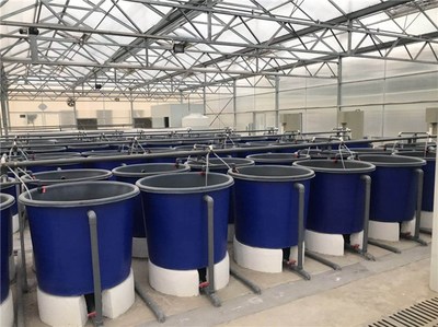 現(xiàn)代高產(chǎn)環(huán)保養(yǎng)魚方式-環(huán)保養(yǎng)魚-智慧農(nóng)研