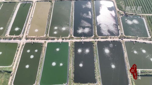 千城百縣看中國 菏澤定陶 水產養殖基地迎來金秋 第一捕