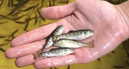 英國科研單位成功開發虹鱒RTFS疫苗