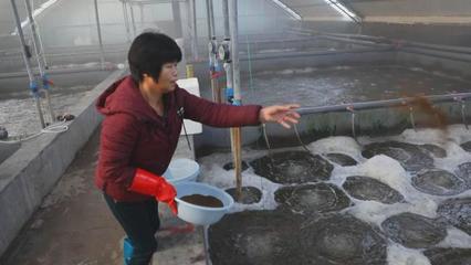 渤海水產自主研發"廣泰一號"種蝦讓對蝦養殖有了中國"芯"