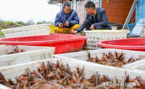 養殖蝦靠抗生素撐大 這三個真相越早知道越好