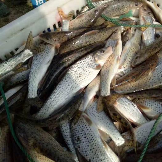 想養(yǎng)花骨魚？這些養(yǎng)殖技巧你必須掌握