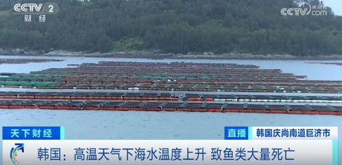 損失超1.5億元！魚類大量死亡重創(chuàng)水產(chǎn)養(yǎng)殖業(yè)，技術(shù)研發(fā)迫在眉睫